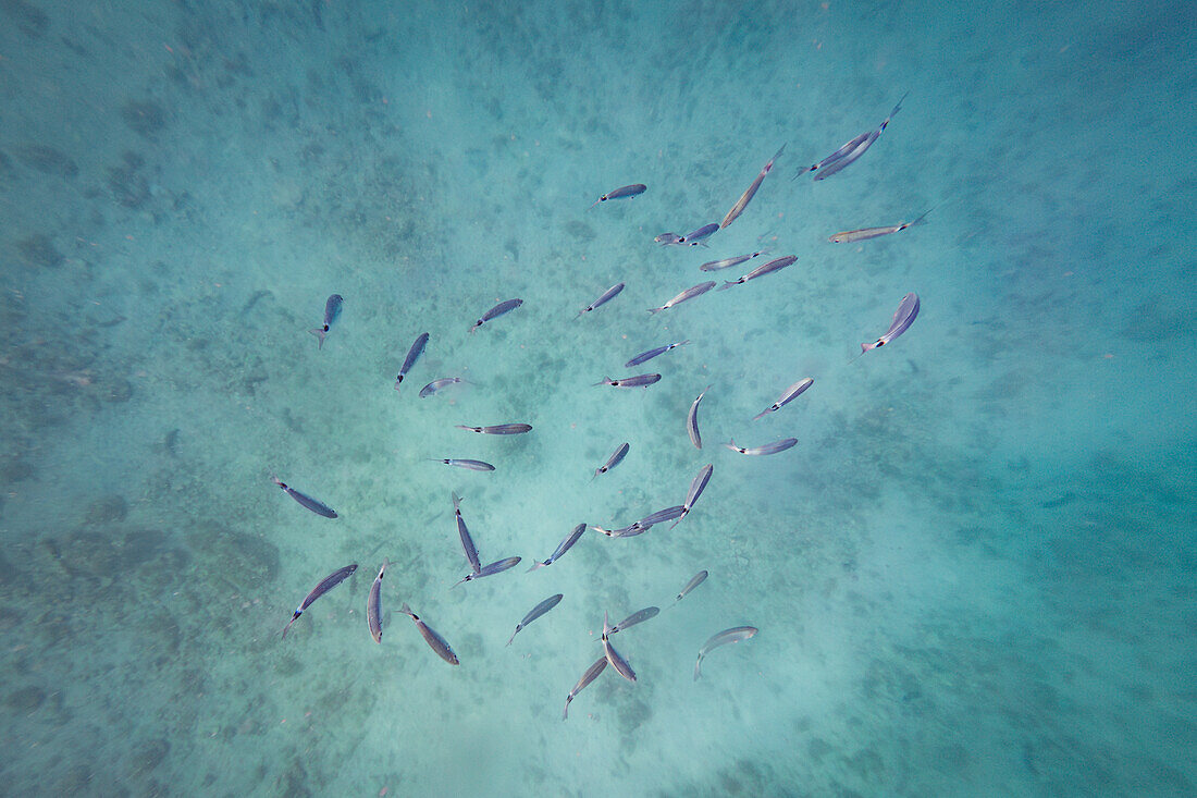 Unterwasseraufnahme im Naturschutzgebiet Kamenjak in Istrien, Kroatien.