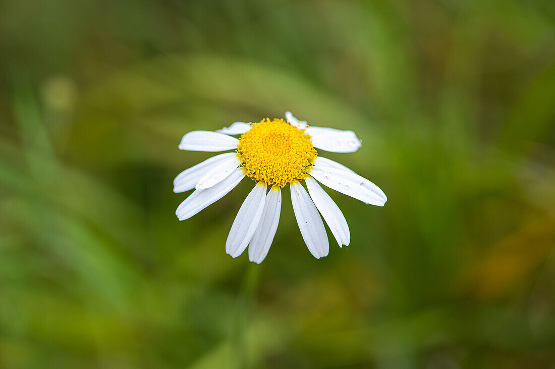 Close up of daisy flower in the summer meadow