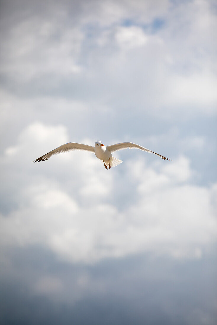  Seagull over the Baltic Sea, Weststrand, Ahrenshoop, Prerow, Baltic Sea, Fischland, Darß, Zingst, Vorpommern-Rügen district, Mecklenburg-Vorpommern, Western Pomerania region, Germany, Europe 