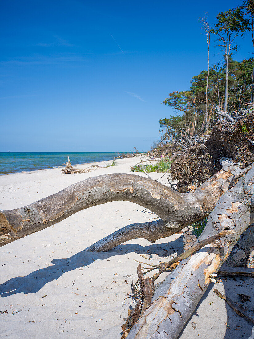 Darßer Weststrand, Ahrenshoop, Prerow, Ostsee, Fischland, Darß, Zingst, Mecklenburg-Vorpommern, Landesteil Vorpommern, Deutschland, Europa