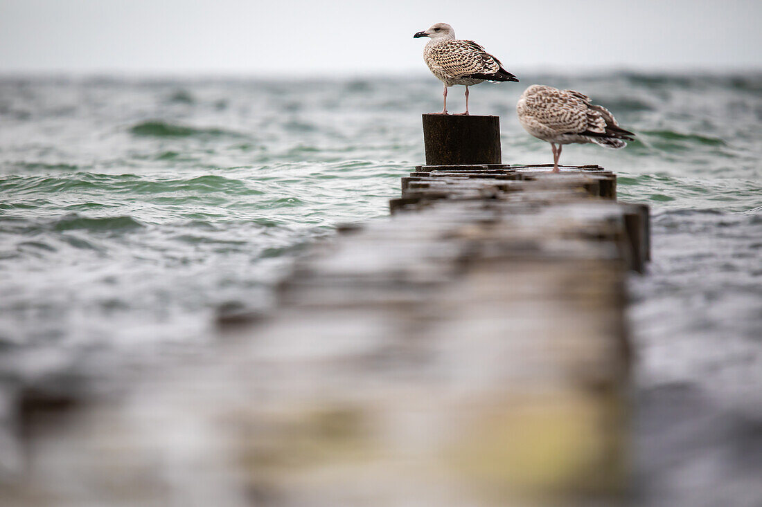  Seagulls on a groyne, Ahrenshoop, Prerow, Baltic Sea, Fischland, Darß, Zingst, Vorpommern-Rügen district, Mecklenburg-Vorpommern, Western Pomerania region, Germany, Europe 