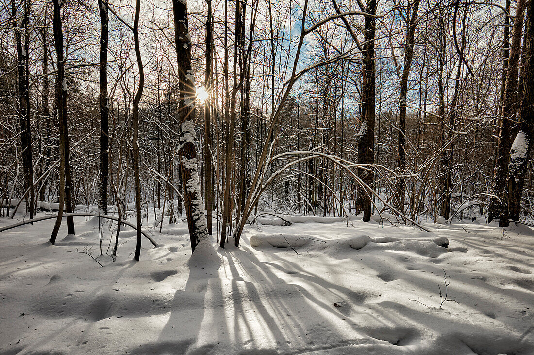  Schneebedeckte kahle Bäume im Bitsevski-Park (Bitza-Park) an einem Winternachmittag. Moskau, Russland. 