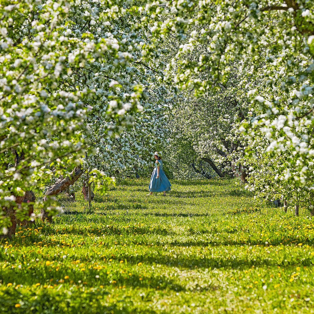 A woman in blue dress walks on green grass under blossoming apple trees in Kolomenskoye Museum Reserve. Moscow, Russia.