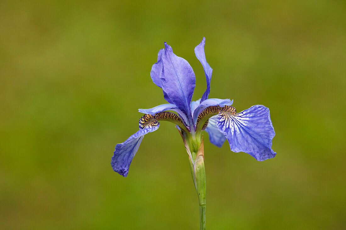 Close up of a single violet-blue flower of Siberian iris (Iris sibirica) against green background.