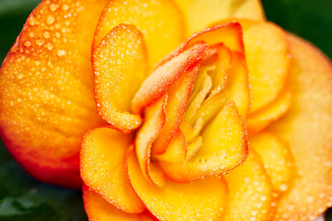 Close up view of a yellow Begonia flower covered in small dew drops.