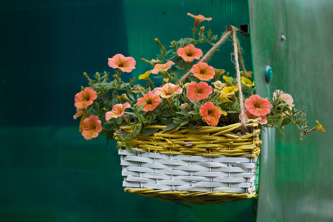 Garden petunia (Petunia × atkinsiana) flowering in a hanging wicker basket.