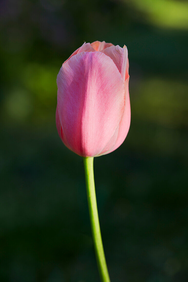 Close up view of an unopened pink tulip flower.