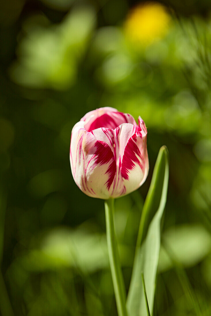 Unopened red and white striped tulip flowergrows in allotment garden.