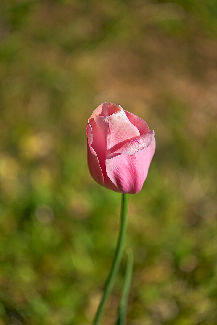 Close up view of a half-opened pink tulip flower.