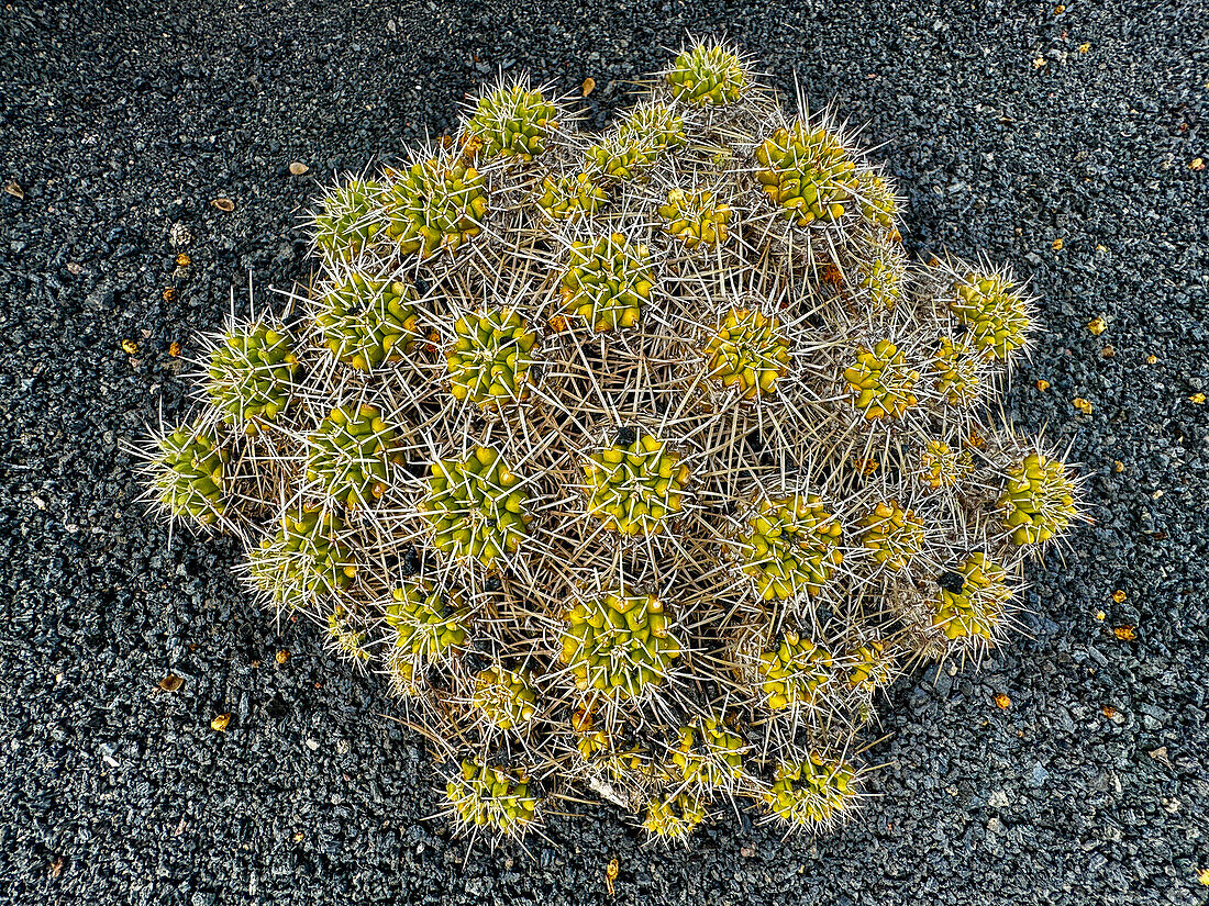 Kaktus Mammillaria, Kaktusgarten Jardín de Cactus, Lanzarote, Kanarische Inseln, Spanien