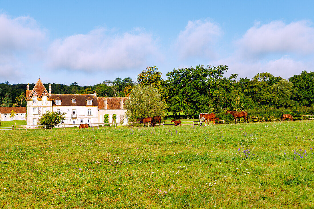  Landscape of the Pays d&#39;Argentan with farmhouse and horses on a pasture near Argentan in the Orne department in the Normandy region of France 