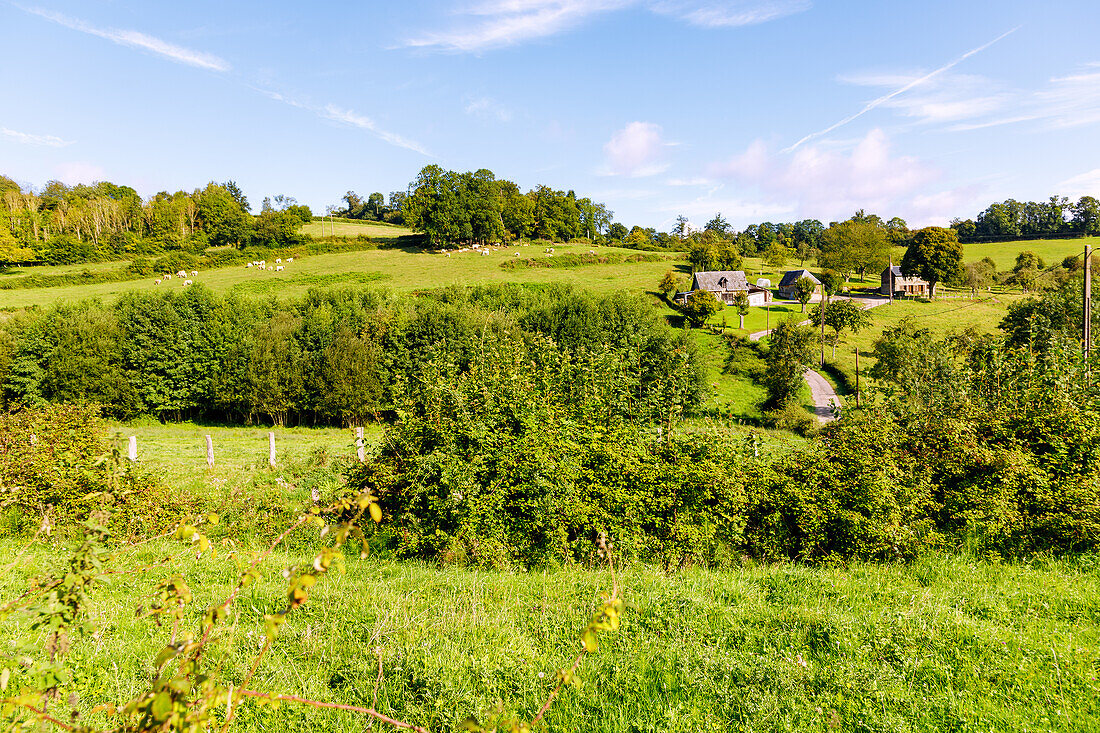 Hügellandschaft der Pays d'Auge mit traditionellen Bauernhäusern, Apfelbäumen und Kuhweide bei Camembert im Département Calvados in der Region Normandie in Frankreich