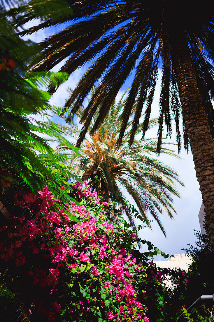 Palme und Bougainvillea, Kanarische Insel La Gomera, San Sebastian, Spanien