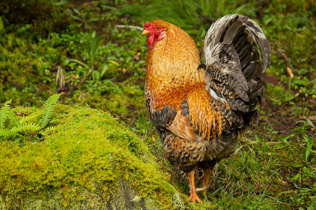 Hahn mit bunten Federn in der üppig grünen Natur der Insel Terceira, Azoren, Portugal