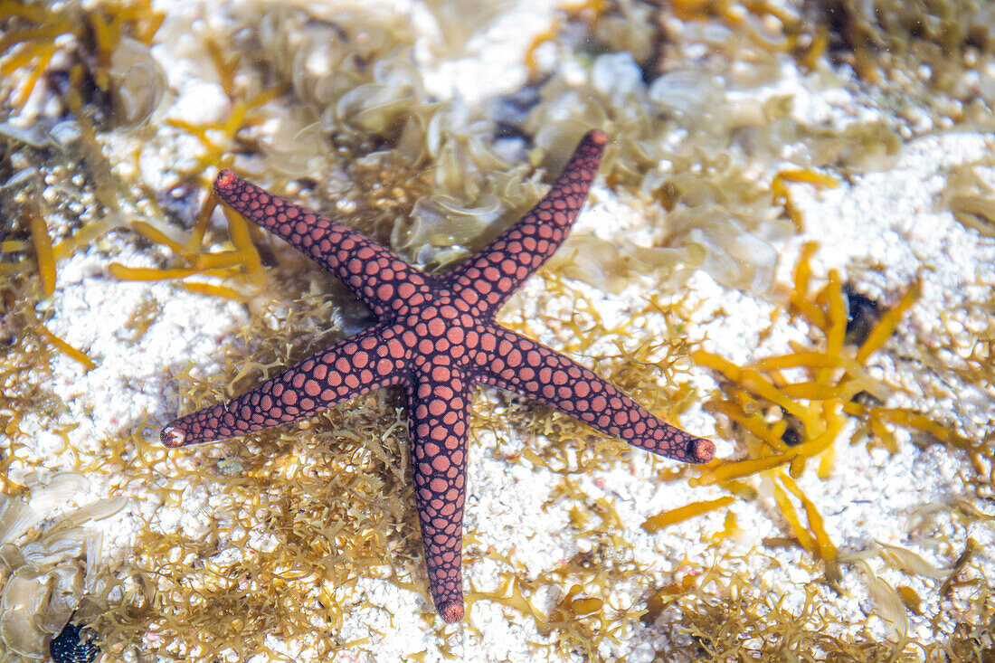 Seestern (Asteroidea) unter Wasser, Insel Mauritius, Indischer Ozean, Ost-Afrika