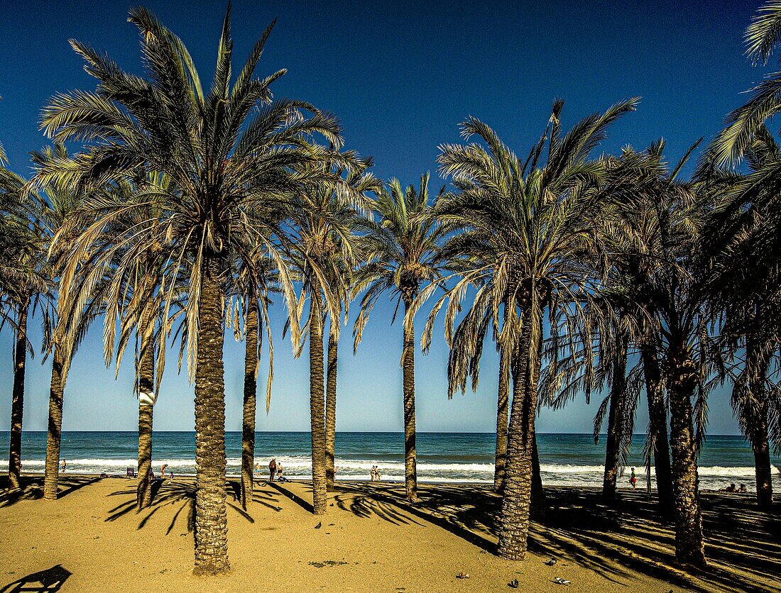 Palmen und Badegäste am Strand El Bajondillo am Abend,  Torremolinos, Provinz Malaga, Costa del Sol, Andalusien, Spanien