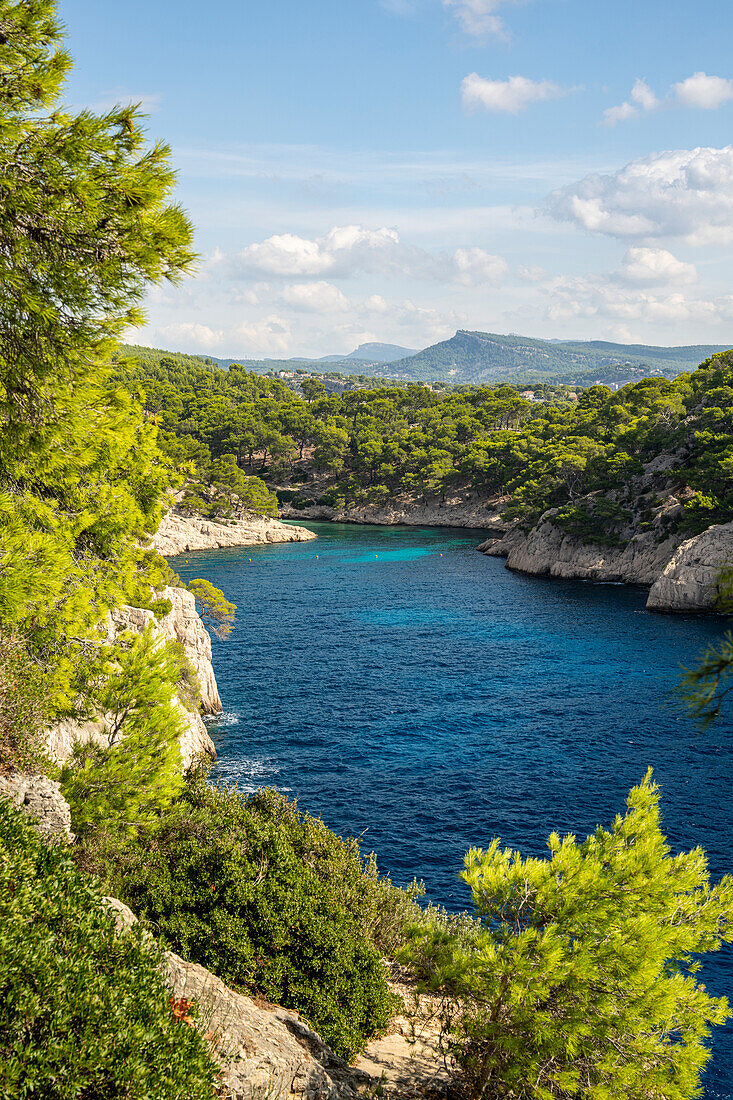  Calanque de Port Pin between Cassis and Marseille, Provence, France, Europe 