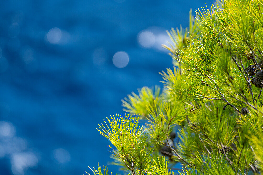  Close-up of pine trees in the Calanques between Cassis and Marseille, Provence, France, Europe 