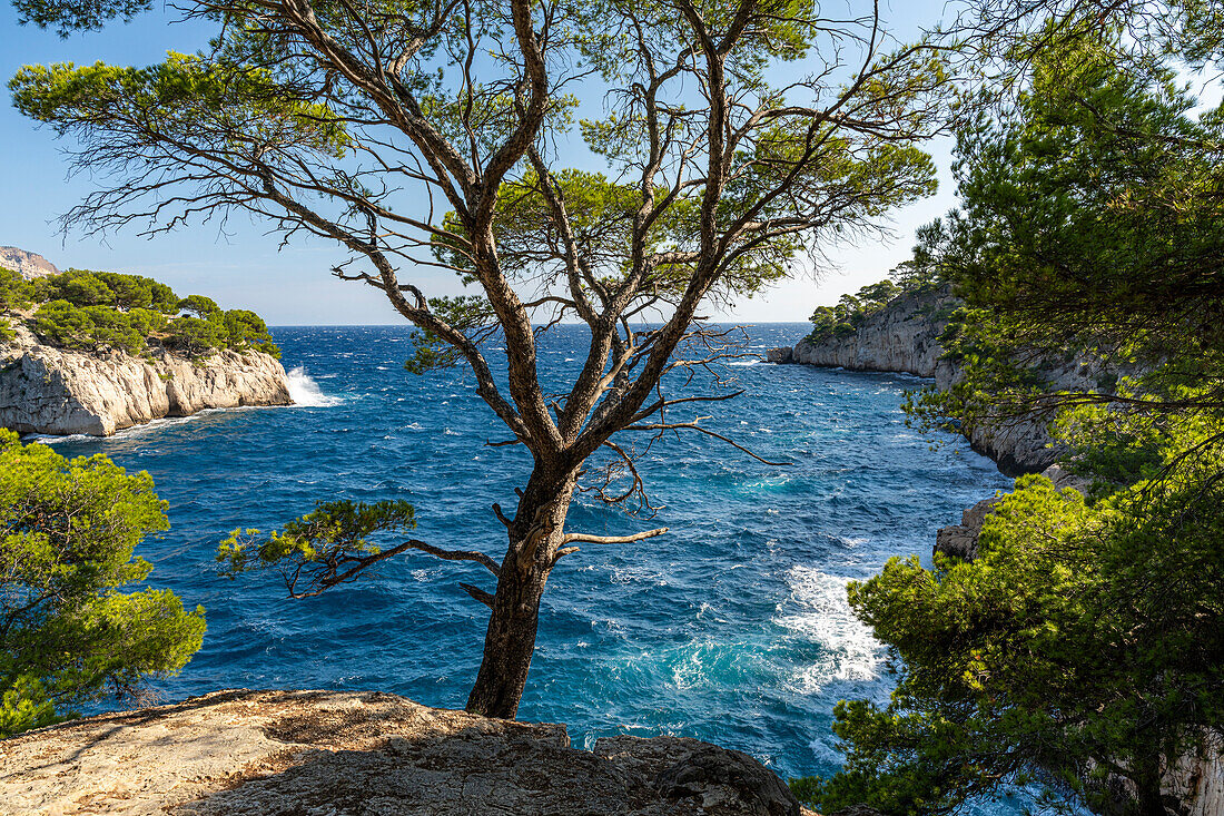  Calanques between Cassis and Marseille, Provence, France, Europe 