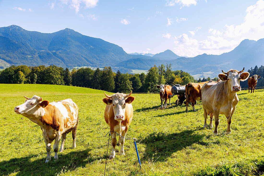  Cows on a pasture in Steinkirchen am Samerberg with a view towards Hochriesim Chiemgau in Upper Bavaria in Germany 