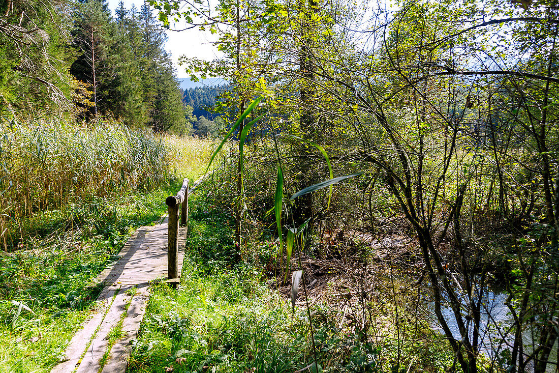 Holzstege durch das Feuchtgebiet auf dem Wanderweg Samerberger Filze am Brenkengraben bei Törwang am Samerberg im Chiemgau in Oberbayern in Deutschland