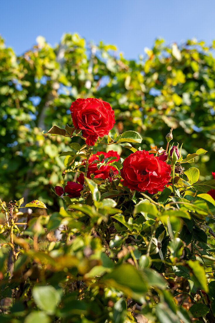 Rosen in einem Weinberg bei Winningen, Rheinland Pfalz, Deutschland, Europa