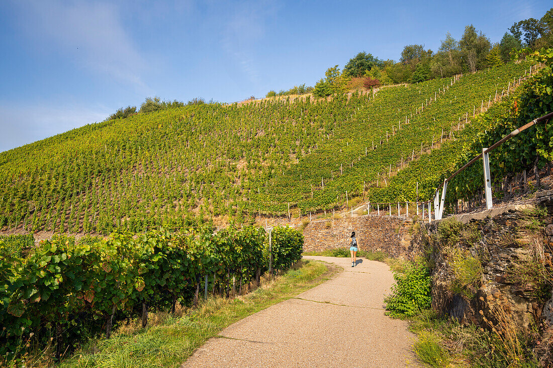 Septembermorgen in den Weinbergen oberhalb Winningen, Moseltal, Rheinland-Pfalz, Deutschland, Europa