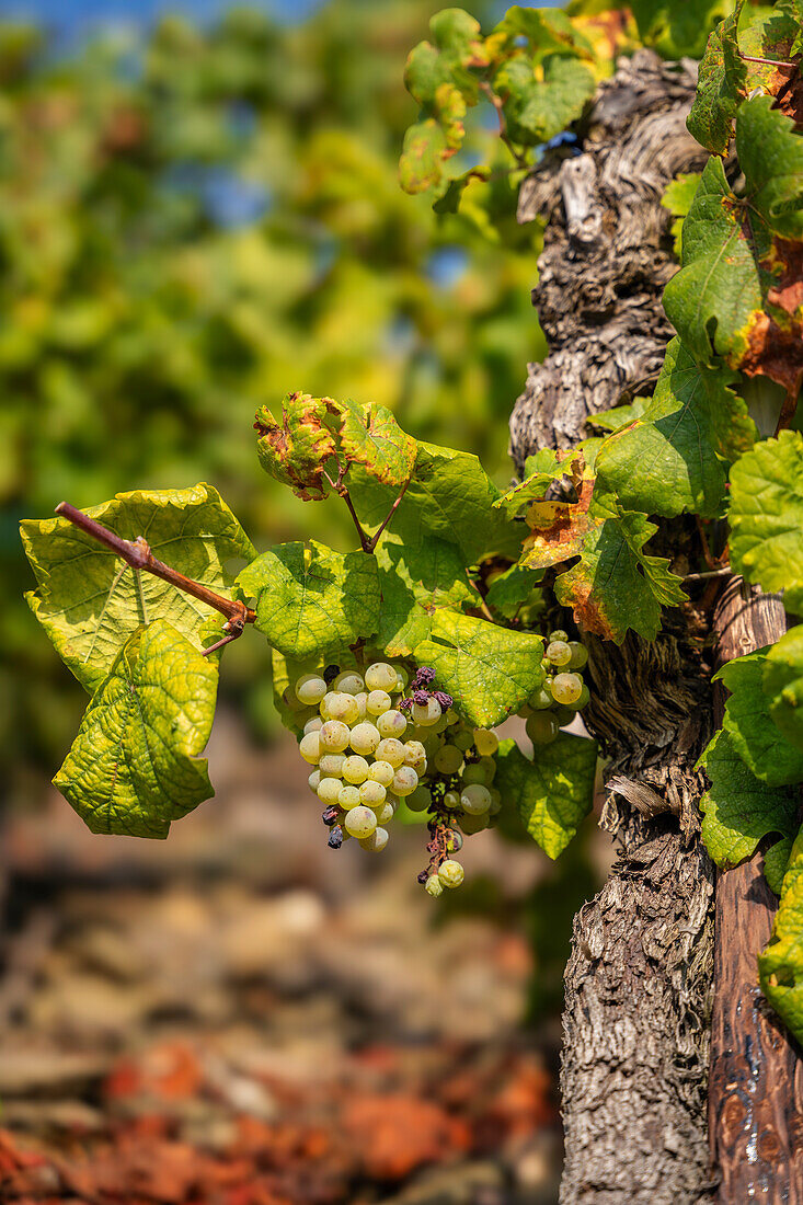  Grapes in September, Winningen, Moselle Valley, Rhineland-Palatinate, Germany, Europe 