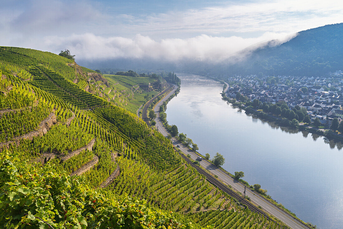  September morning in the vineyards above Winningen with a view of Lay, Moselle Valley, Rhineland-Palatinate, Germany, Europe 