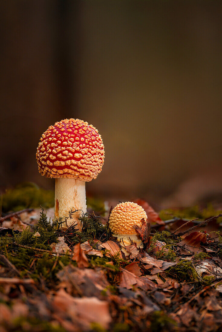  Young fly agarics in the autumn forest, Bavaria, Germany 