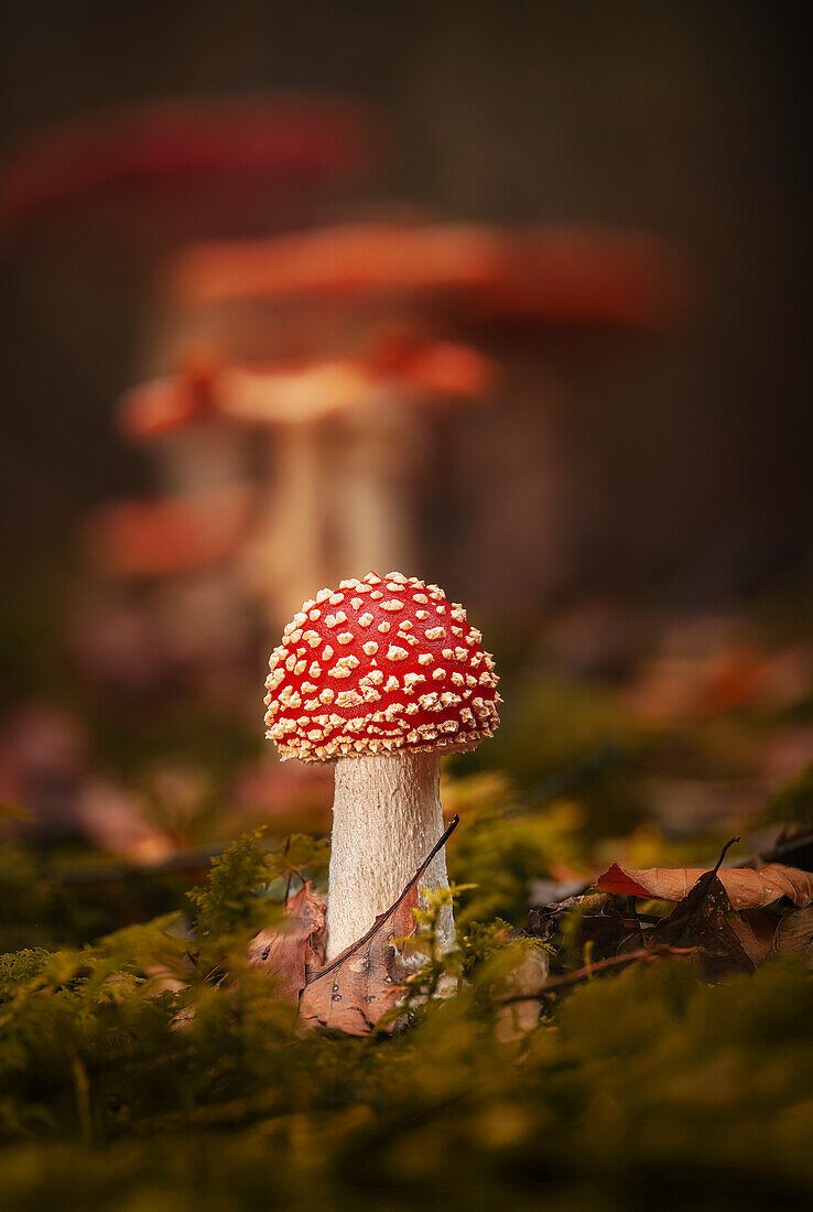  Fly agaric in the autumn forest, Bavaria, Germany 