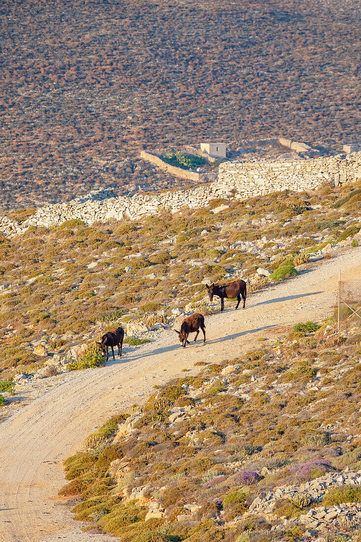  Esel wandern entlang einer Landstraße, Insel Folegandros, Kykladen, Griechenland 