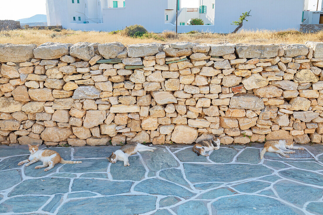  Gruppe von Katzen entspannen, Chora, Insel Folegandros, Kykladen, Griechenland 