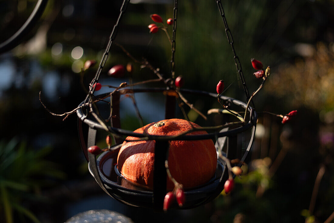  Hanging bowl with pumpkin and rose hips, autumn decoration, garden, Germany 