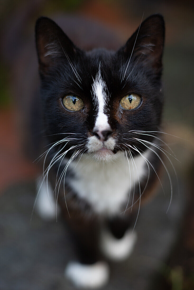 Schwarze Katze, weiße Barthaare, Nahaufnahme, Deutschland