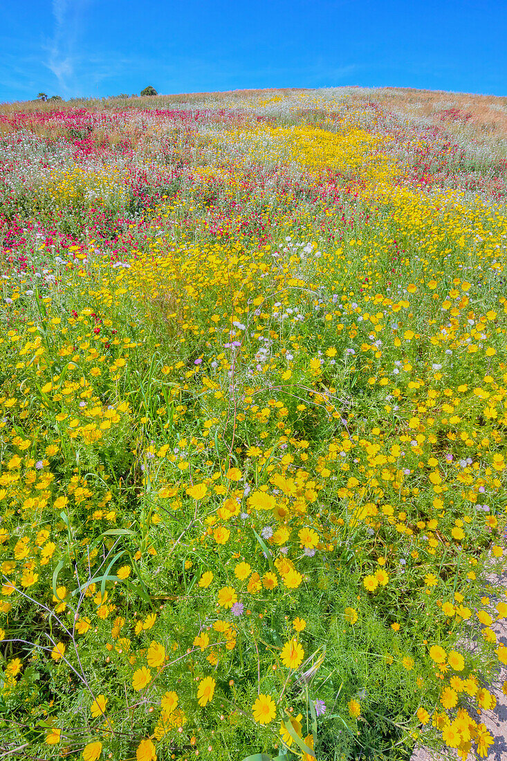 Wild flowers blooming, Cattolica Eraclea, Agrigento district, Sicily, Italy