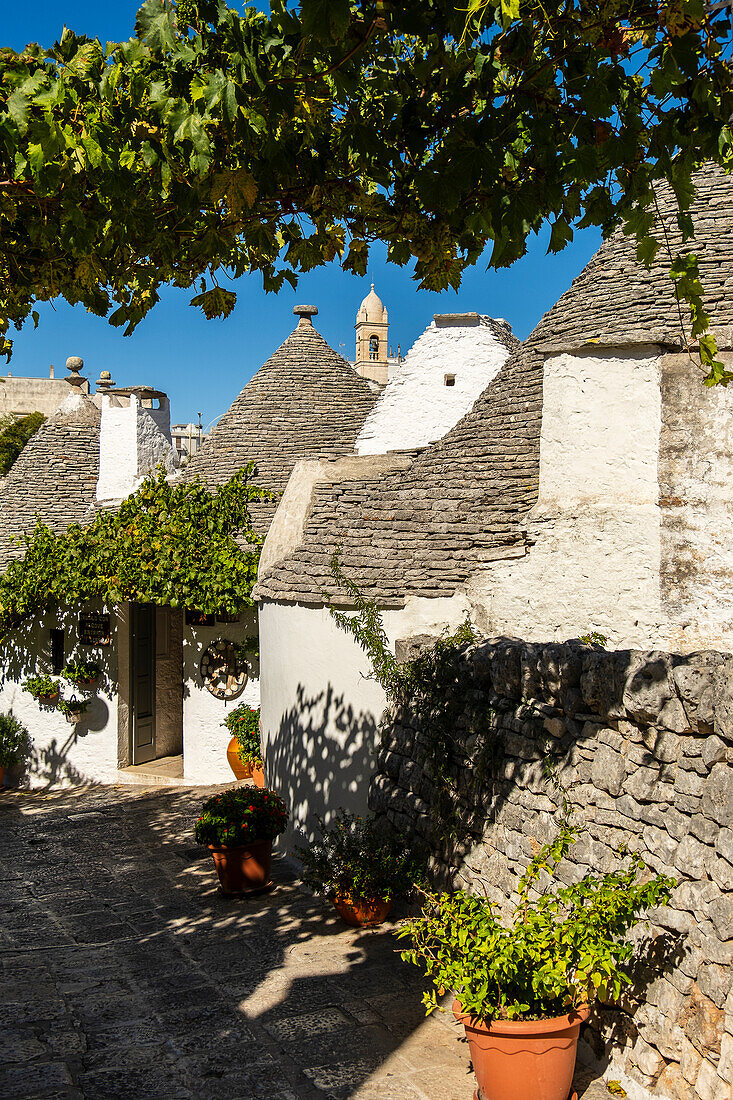 Gasse und Trulli-Häuser, Pflanzen und Blumen in Alberobello, Apulien, Italien.