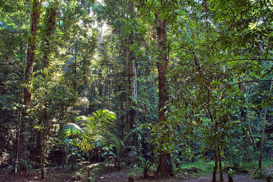 Wald, Französisch-Guayana, Überseedepartement Frankreichs