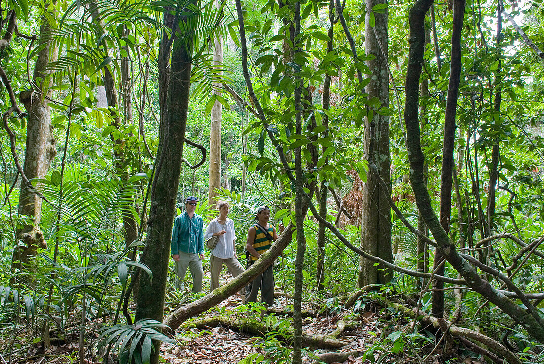 hiking in the forest,French Guiana,overseas department and region of France,Atlantic coast of South America