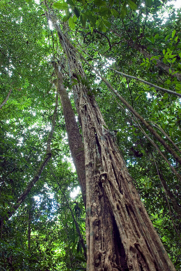 strangler fig,French Guiana,overseas department and region of France,Atlantic coast of South America