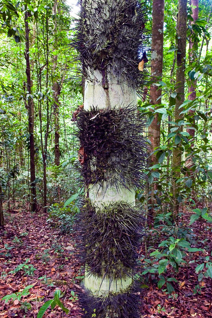 palm tree with heavy spines on the trunk (Astrocaryum vulgare),French Guiana,overseas department and region of France,Atlantic coast of South America