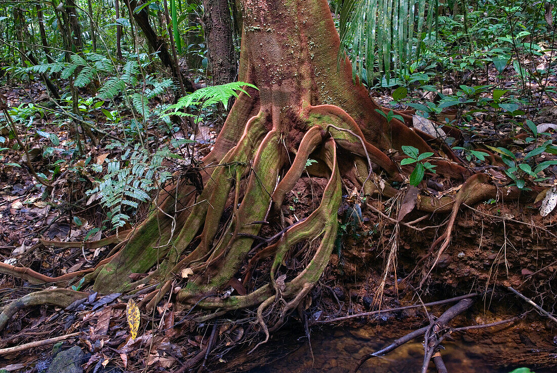 Detail Baum Wurzeln im Regenwald, Französisch Guayana, Überseedepartement Frankreichs