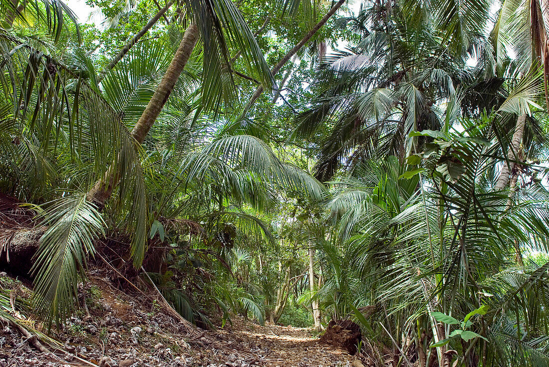 former guard way,Ile Royale,Iles du Salut (Islands of Salvation),French Guiana,overseas department and region of France,Atlantic coast of South America