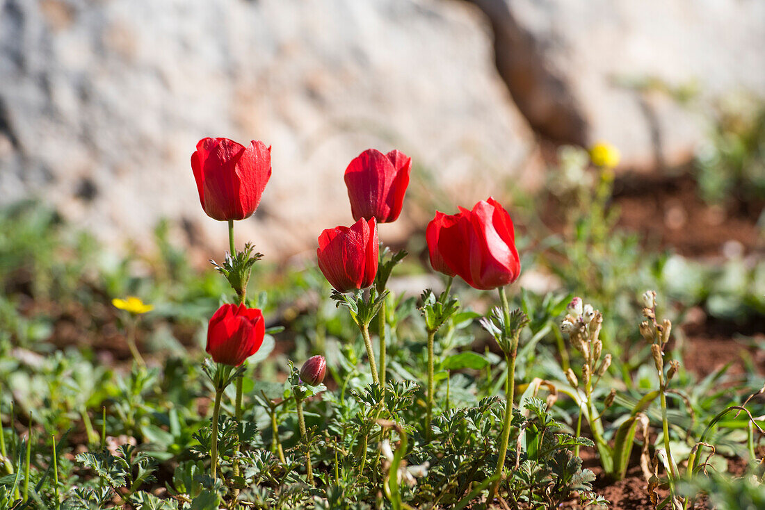 Poppy anemone (Anemone coronaria), Ajloun Forest Reserve, Jordan, Near East, Southern Levant, West Asia