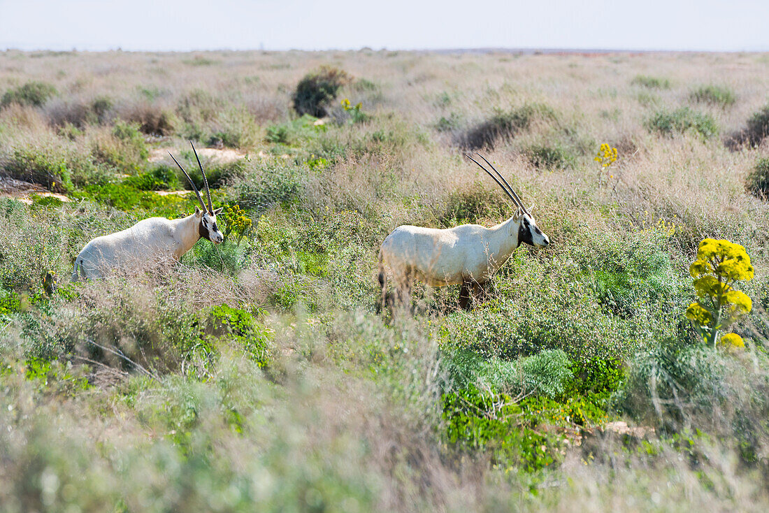 Arabian oryx (Oryx leucoryx) reintroduced in the Shaumeri Wildlife Reserve, Jordan, Near East, Southern Levant, West Asia