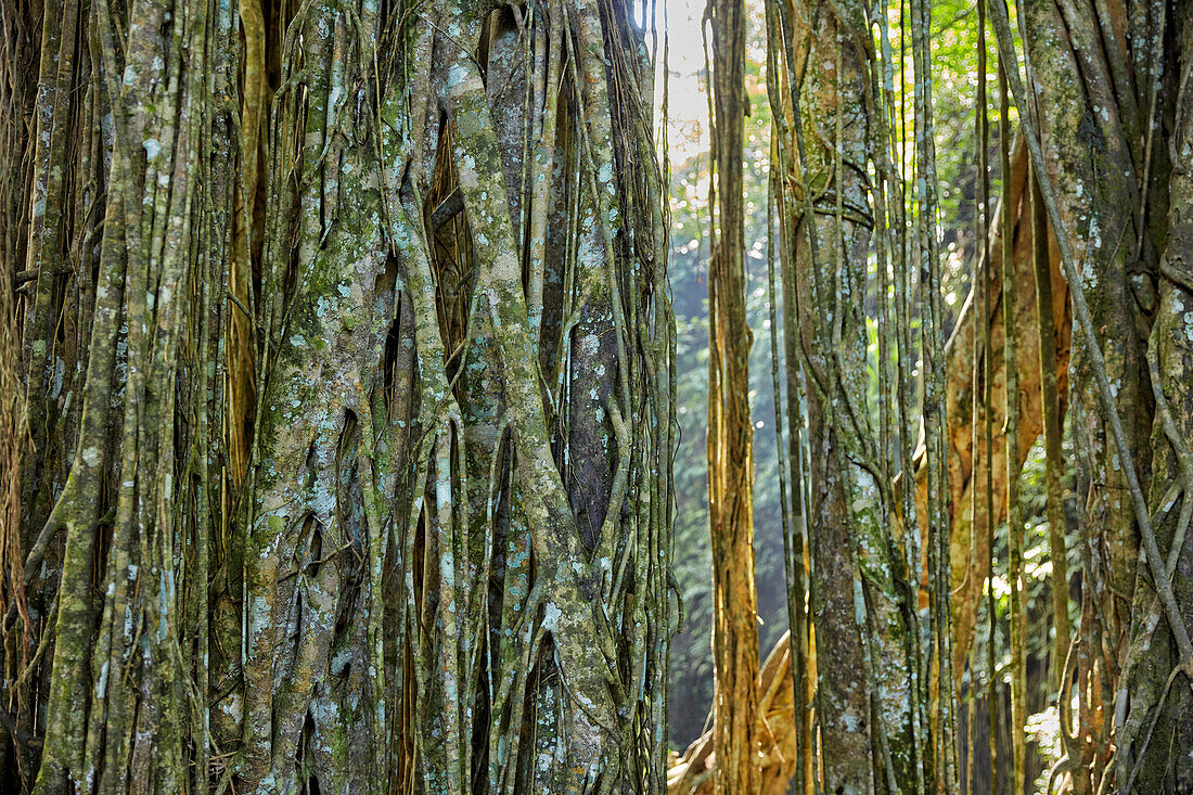  Die Luftwurzeln des Banyan-Baums hängen im Sacred Monkey Forest Sanctuary herab. Ubud, Bali, Indonesien. 