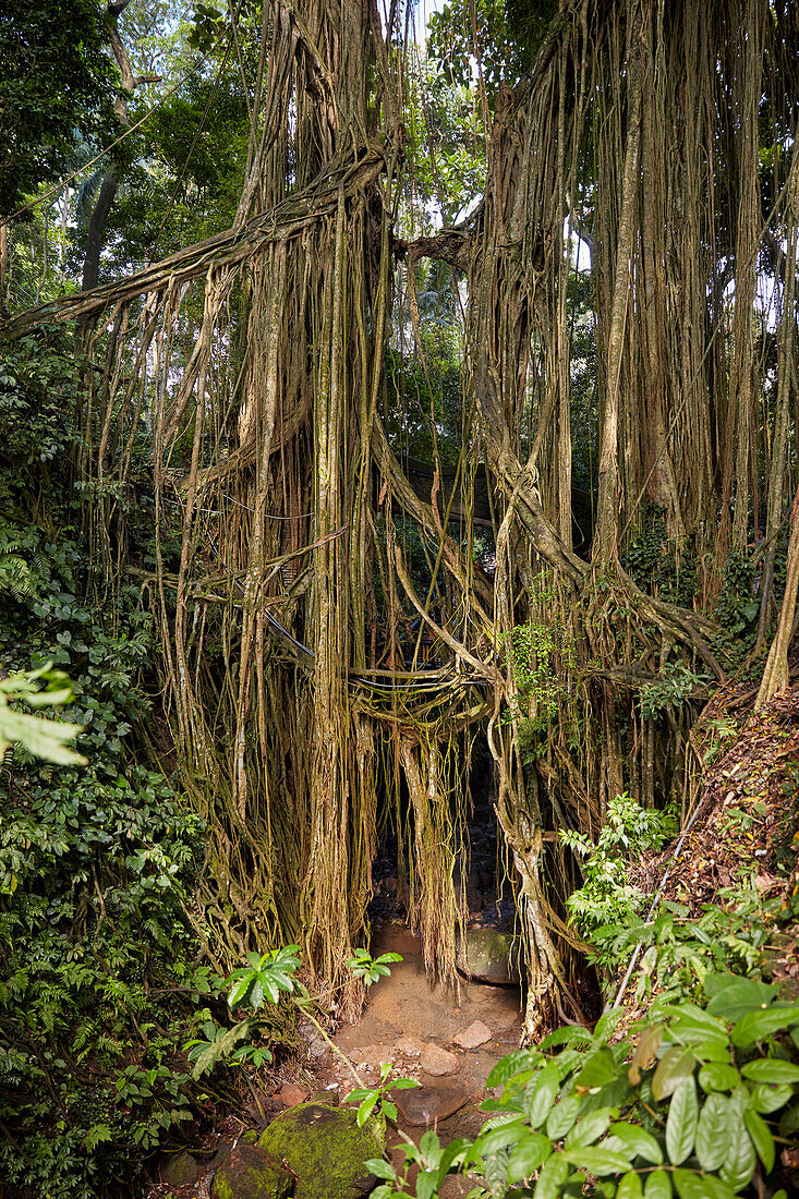  Die Luftwurzeln des Banyan-Baums hängen im Sacred Monkey Forest Sanctuary herab. Ubud, Bali, Indonesien. 