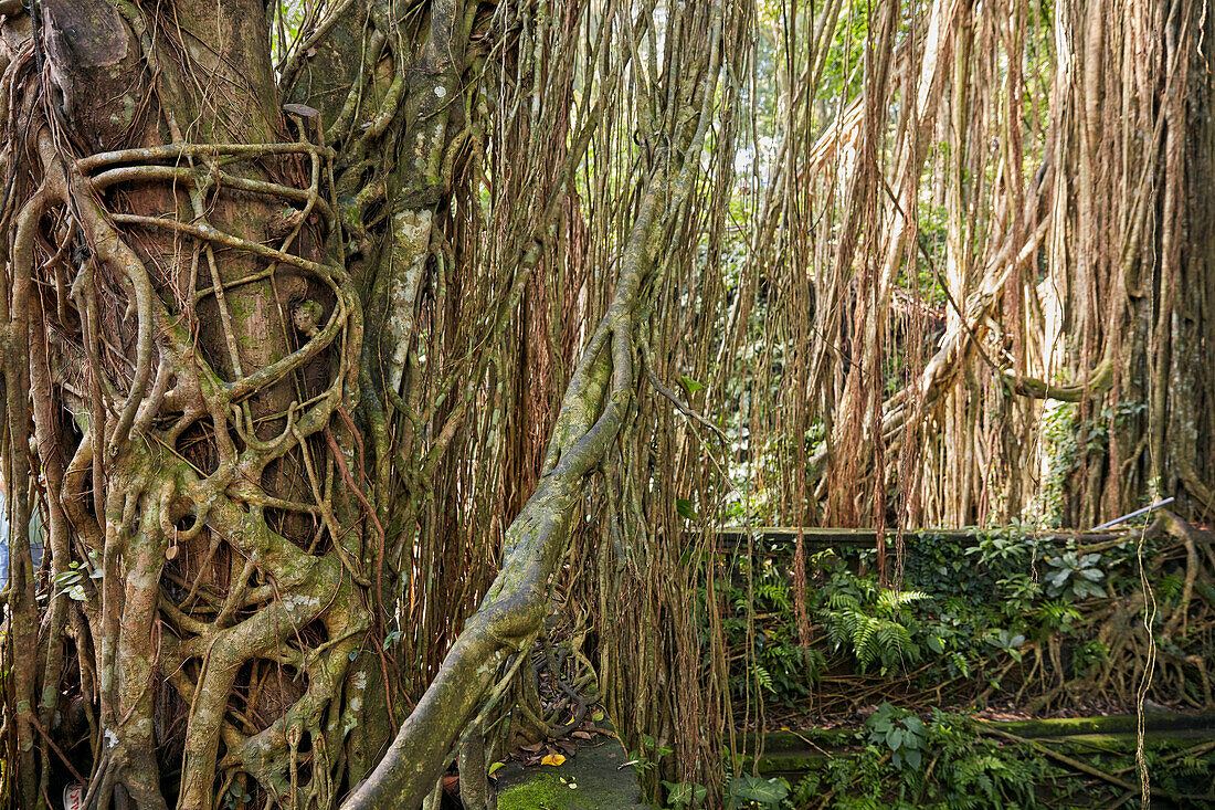 Banyan tree aerial roots hang down in the Sacred Monkey Forest Sanctuary. Ubud, Bali, Indonesia.