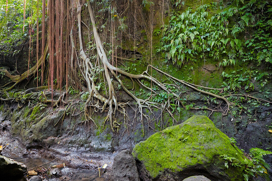  Nackte Wurzeln eines großen Baumes im Sacred Monkey Forest Sanctuary. Ubud, Bali, Indonesien. 