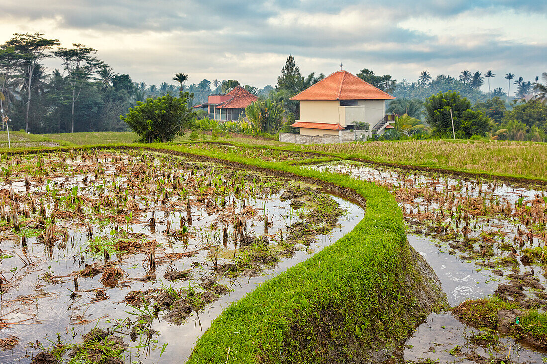  Reisfelder und Landhäuser am Campuhan Ridge Walk. Ubud, Bali, Indonesien. 